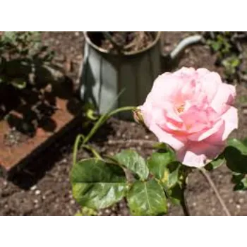 Soft Rose Plant